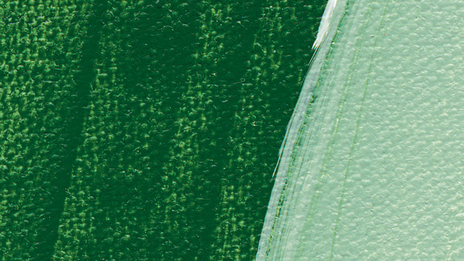 leaf green