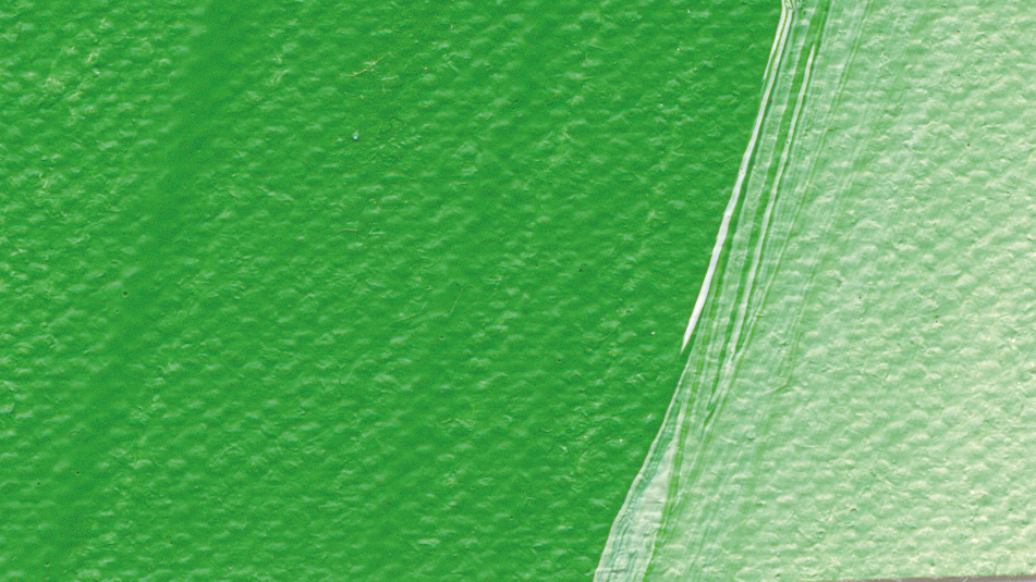 permanent green