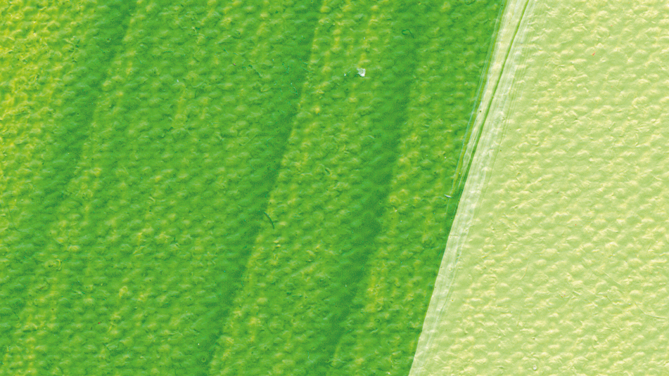 may green