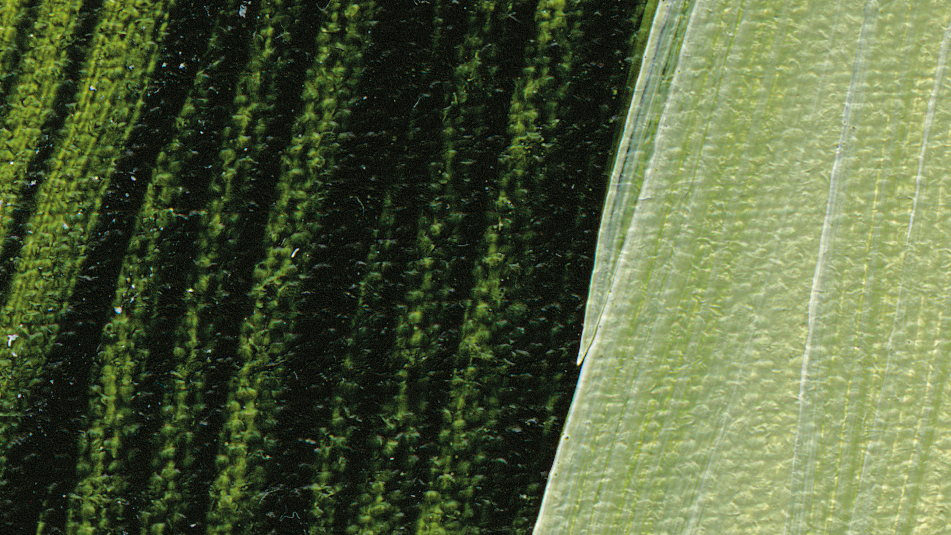 sap green